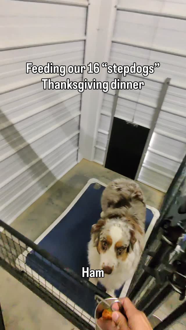 Grateful for every dog that spends the holidays with us ❤️
#ThanksgivingDogs #DogThanksgiving #DogsOfInstagram #DogReels #ViralDogReel #DogLovers #DogFamily #BoardAndTrain #BoardingDogs #DogTrainerLife #DogTrainingFun #DogContent #PetReels #FosterDogs #RescueDogLove #EveryDogIsFamily #HolidayDogs #HappyHowlidays #ThankfulForDogs #DogsEating #DogDinner #DogMealPrep #16Dogs #Stepdogs #DifferentBreedsSameGame #DogsOfTheDay #DogLife #FeedingTime #PetLovers #ExplorePage