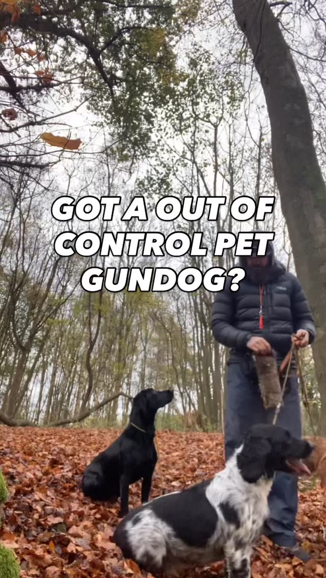 Your pet Gundog needs working not walking
They want to work, they need a job
All of the behaviour problems you are having with yours is because they are currently unemployed and under stimulated
Need help training your Gundog?
Pop us a dm
#chalfontstpeter #chalfontstgiles #gerrardscross #dogwalking #dogwalker🚶🏻♂️🦮💨 #seergreen #beaconsfield #dogtrainer #dogtraining #petgundog #gundog
