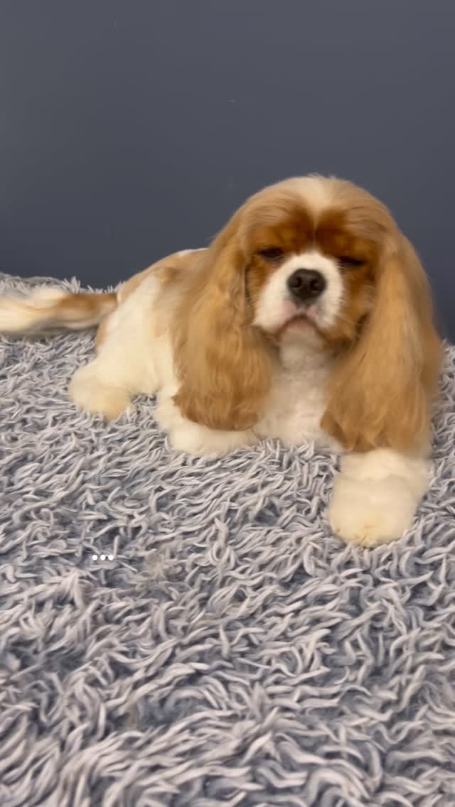Petit Cavalier Bonnie 🌸 always brings us joy at every visit. And we think she loves her spa 🧖🏼♀️visits too!
#doggroomerwantirna #pamperedpups #fearfreegrooming #cavalier #cavaliercommunity