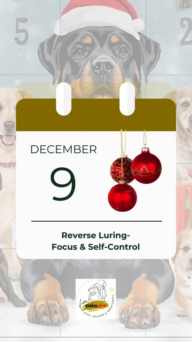 🎄DAY 9- Reverse Luring: focus & self-control
Today I’m sharing a video I filmed yesterday for another Advent calendar.
Ecco holds a dumbbell while I place sausage on his nose, head and even on the dumbbell and he only releases on my cue.
Important to say:
This is not done without training the parts separately first:
• holding the dumbbell
• keeping focus around food
What ties everything together is the foundation: Reverse Luring (RL).
✨ What is Reverse Luring?
It’s an exercise where the dog chooses to refrain from something it wants and earns it through calmness, focus and stillness.
We don’t control the dog with commands or physical restraint.
Instead we use consequences:
* Open hand = right choice
* Closed hand = try again
The dog learns to think independently.
✨ Why RL is so powerful
Reverse Luring trains:
• self-control
• impulse control
• sustained focus
• waiting
• holding position
• switching between activity and calmness
And later it’s used for:
Steadiness, eye focus, explosive starts, focus in sit/down/stand, distance rewards, holding objects and helping the dog calm down.
✨ How to train the first step
1. Have several small treats ready.
2. Hold one treat in an open hand, 20–30 cm from the nose.
3. Freeze the hand the moment you open it.
4. If the dog tries to take it → close your hand and calmly remove it.
5. When the dog is calm again → open the hand.
6. When the dog can look at the treat without taking it → reward.
7. The dog should stay in position while eating.
Start with just a few seconds and increase slowly.
Loses focus → close hand → reset.
✨ Progression
Goal: the dog can stay still for longer and even at a distance.
Train one challenge at a time:
• Time or distance
If the dog fails twice → go one step back.
Then vary:
• reward in position
• or let the dog chase the treat on your release cue
🌟 Remember:
Reverse Luring isn’t a “small simple exercise.”
It’s one of the most powerful tools for focus, self-control and mental calm you can teach your dog.
See You tomorrow ❣️🐾
#dogtraining #rottweilerlife #dogsofinstagram #dogobedience #lottadogpt