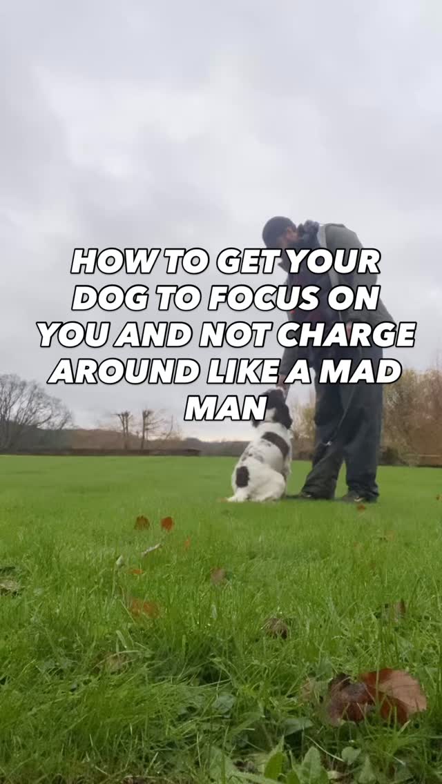 Does your dog not look at you at all on a walk?
Then you need to start doing this today
Need help training your dog?
Pop us a dm
#chalfontstpeter #chalfontstgiles #gerrardscross #dogwalking #dogwalker🚶🏻♂️🦮💨 #seergreen #beaconsfield #dogtrainer #dogtraining