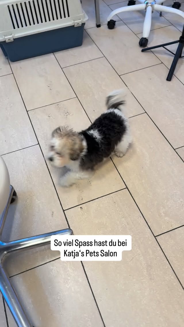 #grooming #grooming_luzern #hundesalon #hundesalonluzern #maltese #bolonka #pomeranian #havaneser