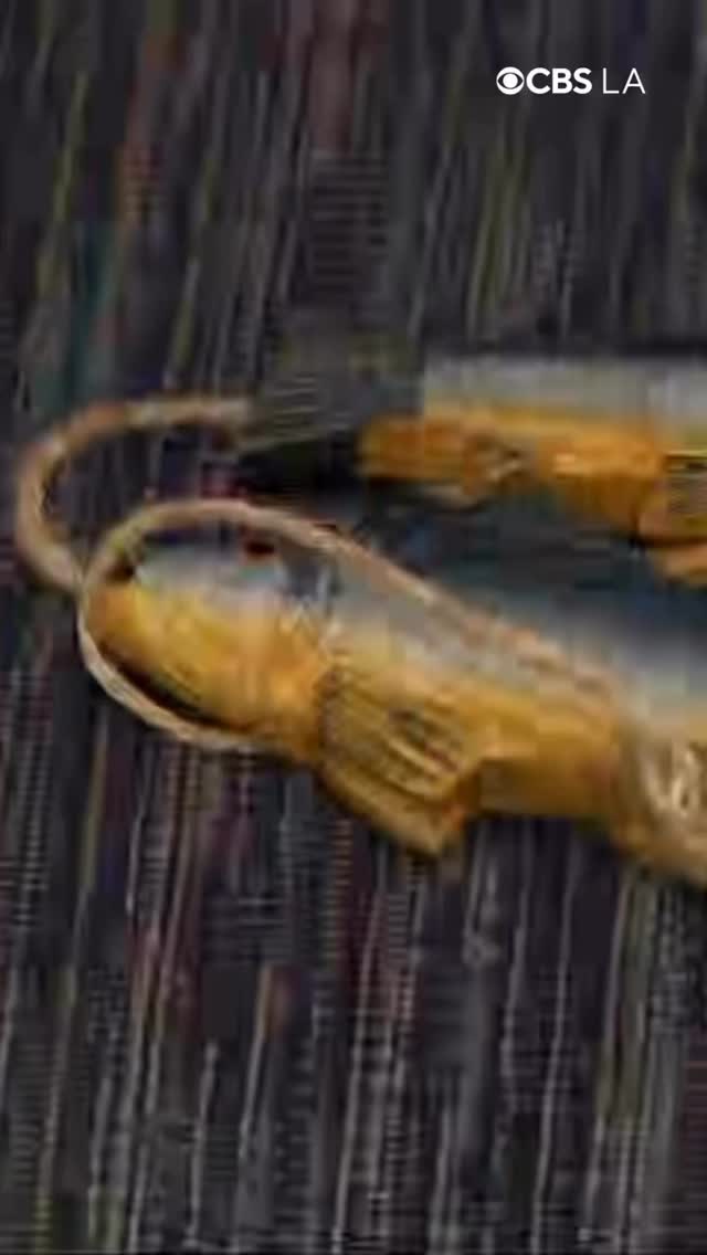 ALL ARE INVITED & WELCOME! Altadena is special and we need space to be joyful, creative and connect with one another. Winter Bloom Market & Gathering takes place Nov. 29-30 at Odyssey Charter School in Altadena.
Free, joyful activities for all ~ crafting, yoga and sound bath, live music and dancing. #shopsmall amongst 50+ makers and artisans, many from #Altadena.
Be a part of this vibrant celebration of togetherness and renewal!
โ๏ธ โ๏ธ
Saturday, Nov. 29 - 10 am to 6 pm
Sunday, Nov. 30 - 10 am to 5 pm
725 W Altadena Drive in Altadena
๐ Link in bio for schedule, market directory, live music lineup and more
Thanks to @cbsla & @lpphotos for your reporting.
Note: The wonderful work done by @ornamentsforaltadena is for those who lost all in Altadena and pickup spaces are full.
@bespokeartsociety @anjelikaperry @healingforcerecords @altagether91001 @altadenarotary @odysseycharterschools