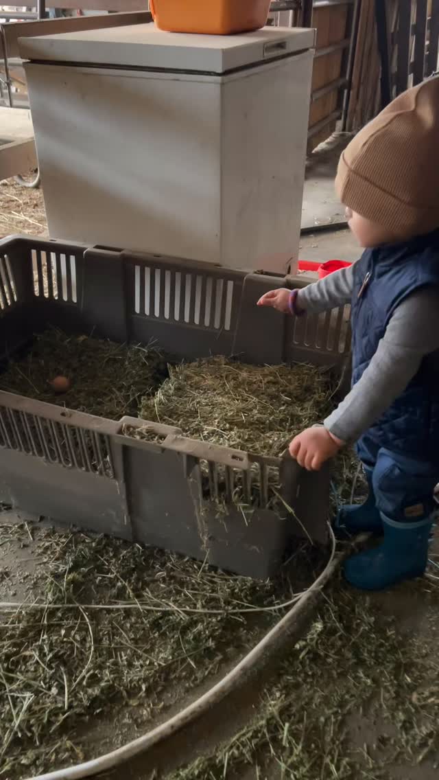 Free range chickens = egg hunt everyday