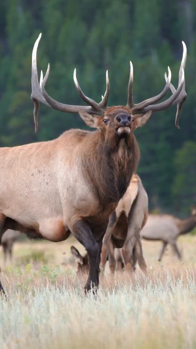 Bull Elk in Rocky Mountain National Park. Some call him Lumpy now for obvious reasons but last year we knew him as the famous Droptine. He doesn't have the droptine this year but he is still an impressive elk and puts on a show.
Photography by @ascwildlife
.
.
.
#wildlifephotography #naturelovers #coloradowildlife #bullelk #bugle