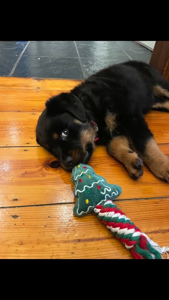 FUR-ENDS AND FAMILY! WE ARE AT @truebluemakers!
We’ve got toys, treats, and apparel to warm every furkid’s heart and fill their stockings this festive season.
Catch @happy_tails_za and @thebarkbakers at @river_club_st_francis_bay @stfrancisbay
📍16 - 23 December 2025
📍River Club, St Francis Bay
📍10h00 - 17h00
#stfrancisbaytourism #dog #dogsofinstagram