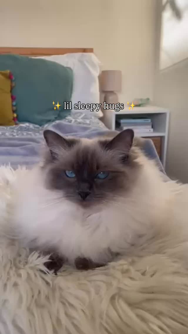 Shifu can’t decide if she wants to sleep or send us hugs so she does ✨ both ✨
#catscatscats #catsofinstagram