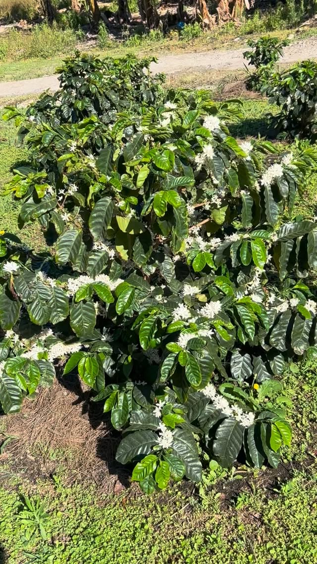 Blooms on the branches, warmth in the air, Mpenjati in its sweetest season 🌸🌞
#season #warmth #coffeeshop #coffee #supportlocal #supportsmallbusiness #explore #instagood #tourism