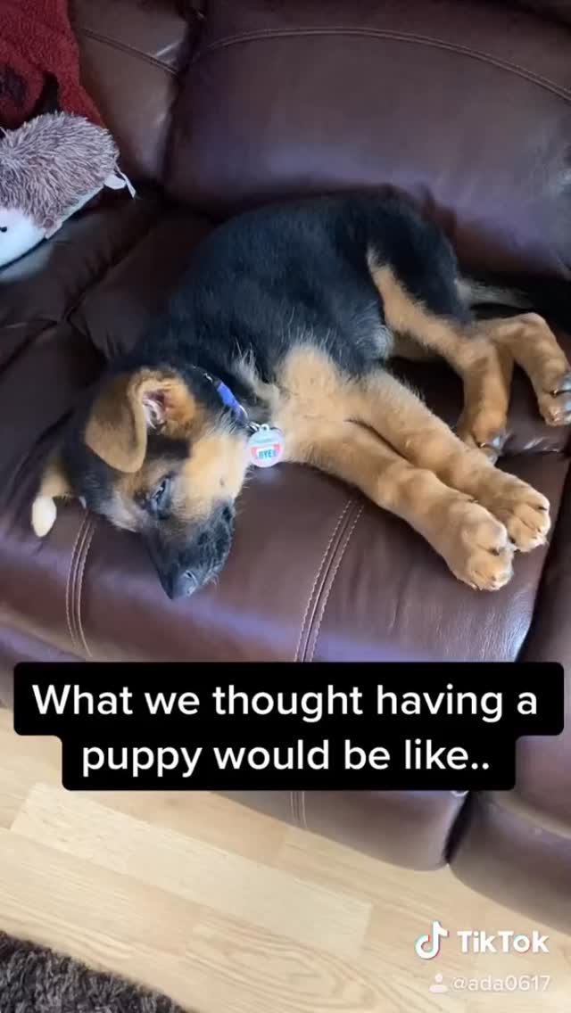 #flashbackfriday #dogsofinstagram #gsd #germanshepherd #gsdofinstagram #gsdlife #dogs #gsdnation #gsdlove