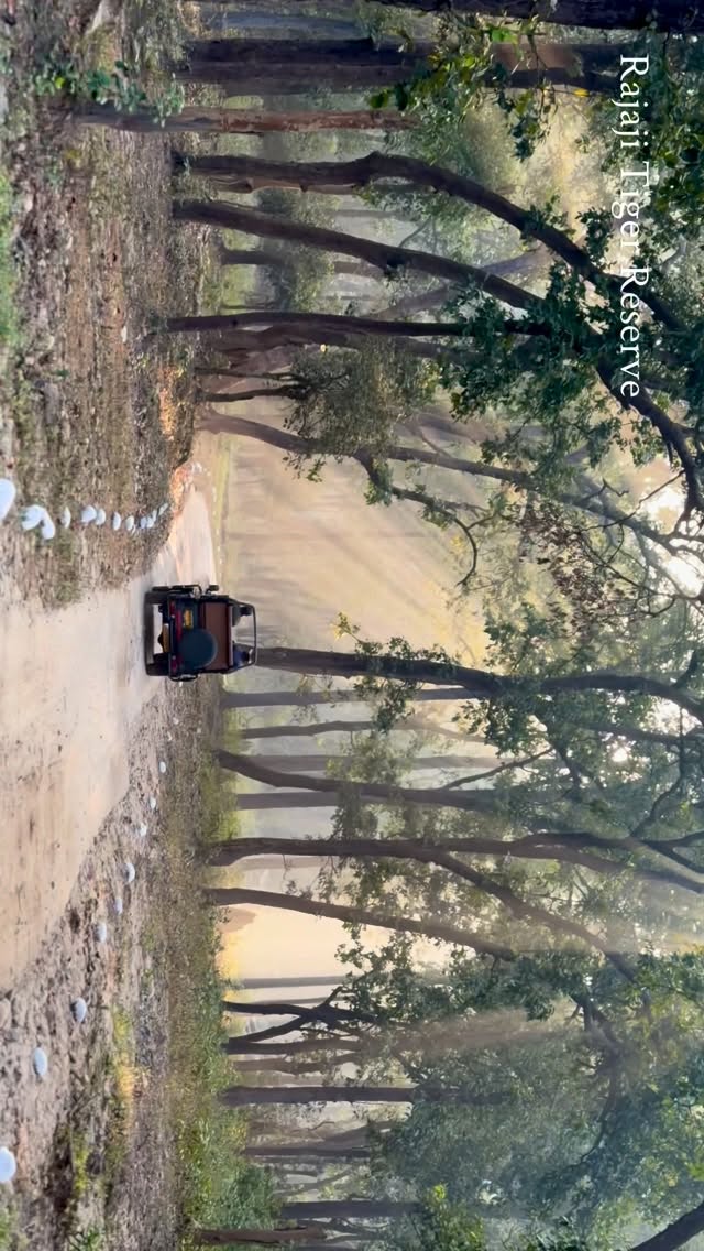 Morning light filters through the sal trees as the trail winds deeper into Rajaji. The jeep moves quietly across the forest floor, and the soft beams reveal how alive this landscape truly is. Rajaji remains one of the few places where elephants, leopards, birds, and countless hidden creatures thrive side by side. Moments like this remind us why these forests need care and vigilance, so future travellers can witness the same gentle glow on a new day.
.
#RajajiTigerReserve #HimalayanFoothills #IntoTheWild #IndianJungles #ForestMagic #NatureWalks #GoldenHourIndia #WildlifeIndia #EcoTourismIndia #protectourforests