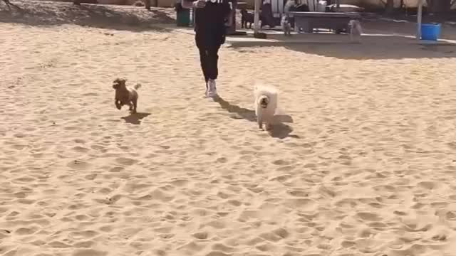 Have you booked in your @barkparkdubai sesh this week? We only have a few weeks left while there weather is gorgeous ☀️🐶
The BarkPark Bus goes twice weekly! 🚌
#dubai #dogdaycare #dogdaycarelife