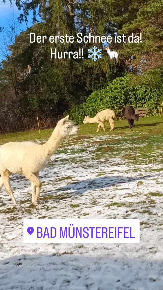 Wie herrlich!! #snow #schnee #alpakasimschnee #obstwiesenalpakas #Alpaka