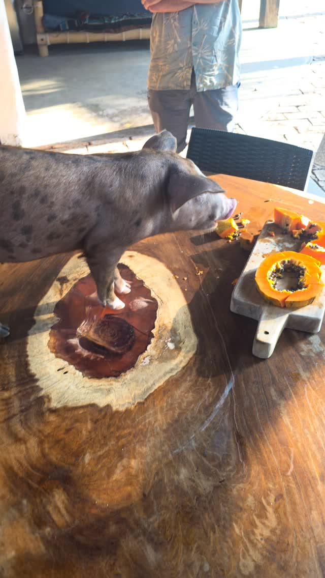 Entered a local raffle. Won a pig!
Yup. You read that right