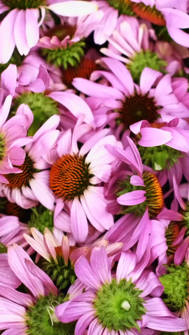 Use echinacea when the chill of the season rolls in, echinacea is one of the first herbs I reach for. 💫 Known for its powerful immune-boosting properties, this purple coneflower works by helping your body produce more white blood cells — your natural defense against colds, flu, and infections.
✨ Use it as a tincture or tea, and try pairing it with elderberry for an extra boost of protection and resilience. Together, they create a natural shield to keep your immune system strong and balanced through the changing seasons. 🌾
Have you tried echinacea before? Tell me your favorite way to use it below! 👇
#3crowsapothecary #herbaltipoftheday #echinacea #naturalremedies #plantmedicine #herbalhealing #holisticwellness #immunesupport #earthwisdom #herbalistsofinstagram