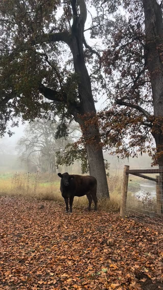 Black Friday is coming up, and there will be some good deals to be found on Cascade Feed! Keep on the lookout for some great deals coming your way soon. 💸
#localbusiness #farmandranch #oregonag #familybusiness #pnwcattle #smallbusiness #pnwlife #cattlefeed