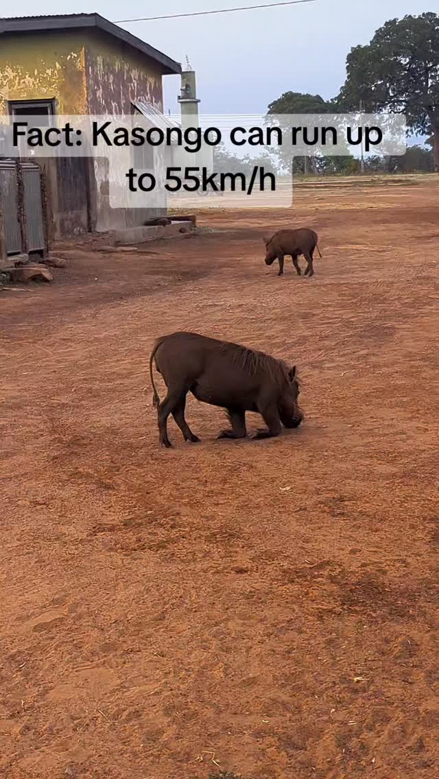 Warthogs can run at speeds up to 34 mph (55 km/h), though some sources say up to 30 mph (48 km/h). Their speed is an important survival tactic to escape predators like lions and leopards, which they can also outrun in a short burst. Get to Experience Warthogs upclose in Ghana on safari at the Mole National park. Toogther with various Animals, your stay will be amazing.
#ghana #fypシ❤️💞❤️ #molenationalpark #Safari #ghanasafari
