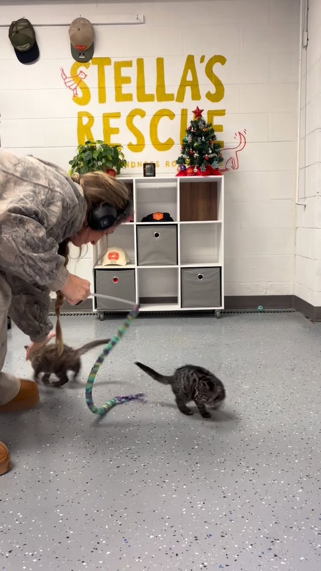 Since tomorrow is “Giving Tuesday” we wanted to reintroduce some of the sweet creatures at our rescue. And deintroduce a few who found forever homes 🥹 if you are wondering; no, the kittens were not cooperating and yes, you can donate to help care for these little souls. 100% of your donation goes to the animals. I only get paid in love and litter 💩#adopt #adoptdontshop #rescue #wsnc #stellasrescue