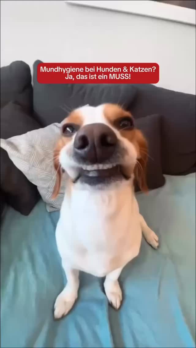 #grooming #zahnhund #luzern #hundesalon #grooming_luzern #hundesalonluzern