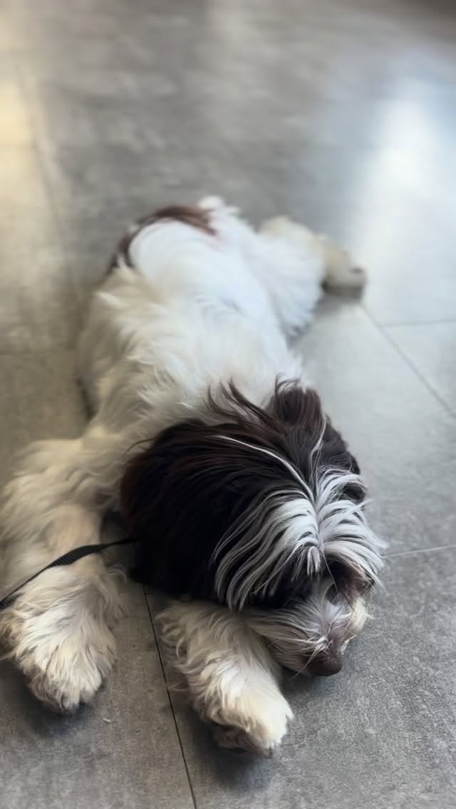 The ultimate power-up is the ‘Off Switch.’ 🔌
We don’t just teach puppies how to sit; we teach them how to relax in a noisy, new, exciting environment!
The Secret? Reward that voluntary down, that first sigh, that little moment of stillness. It tells them: new places are safe places for sleeping!
#dogsofsavannah #dogtraining #savannahgeorgia #dogtrainingtips #puppytraining #happyhoundsdogtraining #dogtraining101 #dogtrainingadvice