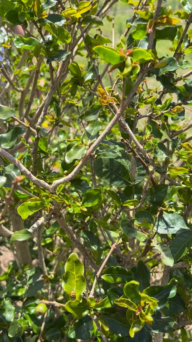 Racemosa trees in every shape and size — and the sweetest sight of all? Family picking with smiles and excitement on the farm 🤎🌿
#coffeelover #coffeeshop #coffee #supportlocal #cafe #coffeefarm #mpenjaticoffee #explorepage #explore