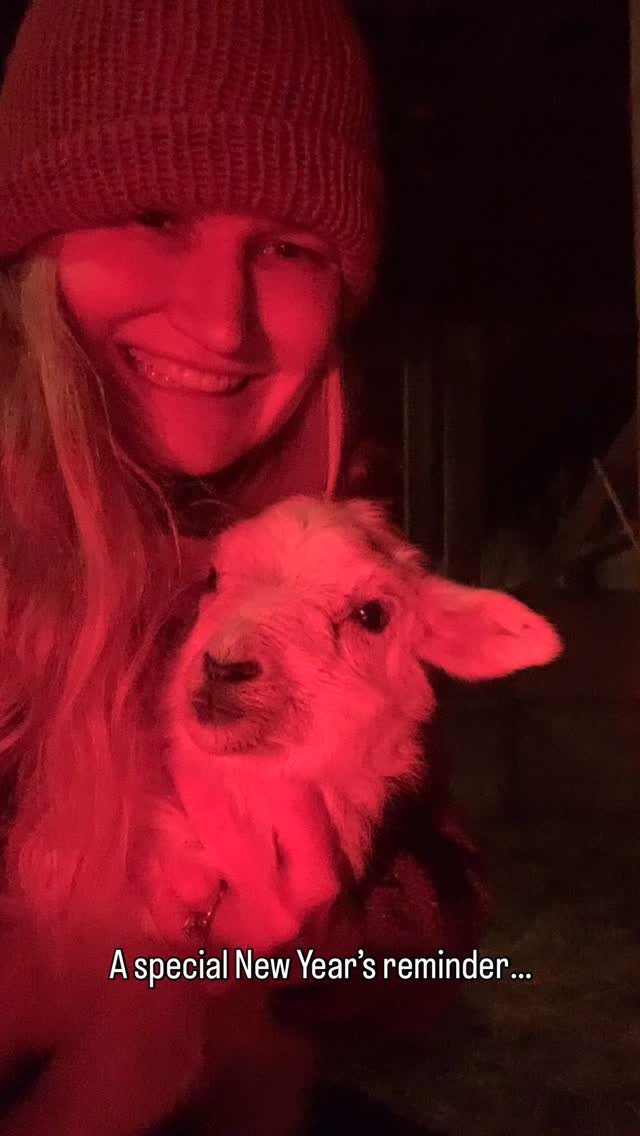 This week began in the mid 50s, then 2” of rain fell in less than 12 hours, followed by -14 wind chills for the next 24 hours.
Wool does a good job of insulating sheep & it’s always a relief to see it piled comfortably on their backs. It isn’t as comforting to reach out & feel crunchy sheep, their wool spiky with ice. Wet sheep & windy negative temps are a dangerous combo. It’s one of those demoralizing moments. One of those days that leaves your inner shepherdess tired & beat.
With a heritage breed, it’s unusual for me to associate January 1 with new beginnings, but a text arrived late that night from a neighbor & I jumped into action. If you recall, this is the same friend who lambed last winter. It was her first year with sheep & she didn’t remove the ram early enough. She learned a lot & ended the season with over a dozen lambs. This year she added some Katahdin ewes & didn’t realize they’d get bred in early August, but she did recognize the signs of labor & brought her ewe in safely.
The night ended in triplets. It also left me sitting in the hay with an abundantly friendly ewe lamb, a worn out mother & a tired shepherdess. The shepherdess was rough on herself, feeling like she should have known better, beating herself up. It caught me by surprise because I’d been thinking nothing like it!
I had been thinking about how far her knowledge base had grown. She brought the ewe in, delivered on her own, checked lamb temps, milked colostrum, got warm molasses water, made extra colostrum, bottle fed & supported triplets etc.
ALL things she learned last year, including a natural way with the ewe. Her sheep trusted her. She’d become a shepherdess ♥️ yet she was being hard on herself.
I walked into the freezing cold that night feeling alive, like only brand new lambs can do, but I also left with a reminder not to forget progress even when it comes with the unpredictable, or the occasional setback- & perhaps most importantly, to offer myself the grace that I offer others. So just my ramblings, on a very cold night, as we close 2025. Happy New Year!
#lambsofinstagram #homesteadliving #lambs #shepherdess #homesteadlife #sheep #farmher #sheepfarming