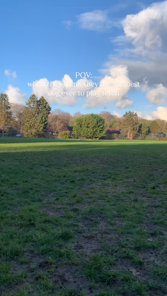 I wonder if all dogs have the same mentality as cats; simply that they believe they are the best on the block!
Blue definitely knows he’s great at playing fetch 😏
#whippetlife #dogsofinstagram