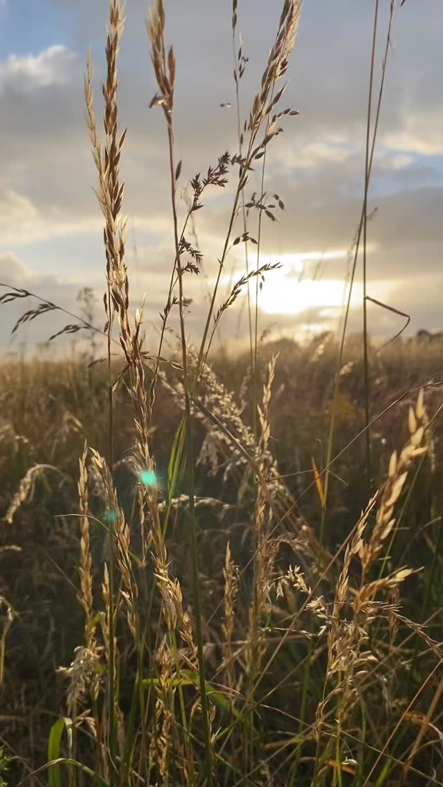 Let today be the big breath out. This concept is something I have shared since we returned back to classes following Christmas & New Year, that as this period passes we may be able to feel the shoulders drop, let go of tension (or even overwhelm) and breathe deeper.
Let’s allow the exhalation to unravel the deepest parts of ourselves, inhaling new space, new possibilities.
Stepping into this week with an open heart and a steady breath.
This weeks schedule:
MONDAY
12.10-1.10pm - Contemporary Pilates
1.15-2.15pm - Slow Flow Yoga
TUESDAY
1.30-2.30pm - Classical Mat Pilates
2.30-3.30 - Gentle Yoga (New time!)
WEDNESDAY
8.15-9.15pm
Strong Flow Yoga
THURSDAY
8.00-9.00pm
Classical Intermediate Pilates
FRIDAY
11.30-12.30pm - Yoga For All
12.30-1.30pm - Pilates
All daily classes held at Wyre Forest Leisure Centre, drop ins welcome, booking is essential and waitings lists are open. Please do not just turn up as I have waiting lists for cancellations.
www.wildloveyoga.com
🌱🌱🌱
#yogaclasses #worcestershire #kidderminster #wyreforest #shropshire