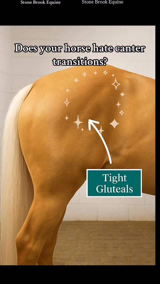 If your horse pins their ears, rushes, or feels “lazy” when you ask for a canter… it’s probably not attitude.
✨it’s rarely a training issue.
✨it’s almost always a body issue.
This area right here, the gluteals, is the powerhouse of the hind end.
When they become tight, overbuilt, or overworked, your horse will:
🔸 Shorten the stride
🔸 Lose hind-end engagement
🔸 Resist picking up the canter
🔸 Drift or feel uneven
🔸 Rush forward instead of lifting into transition
The good news? You can help them release this tension.
✨ How to Fix Tight Gluteals
Massage
Use slow, broad pressure across the glute.
Watch for the moment the muscle softens or drops — that’s your release.
✨Acupressure
Work GB30 (just behind the point of the hip).
Hold 60-90 seconds per side to reduce hip + glute tension.
Rehab Exercises
✔ Controlled backing
✔ Hill walking
✔ Pole work at the walk
✔ Lateral work to encourage even loading
These build true strength and get the hind end working the right way again.
🌿 Follow me for more bodywork, massage, acupressure, and rehab tips —
and if you want to learn how to fix issues like this yourself,
join Stone Brook Academy!
🌿 Comment LEARN for my free acupressure guide for the sore back
#holistichealth #equestrian #healer #massage #acupressure