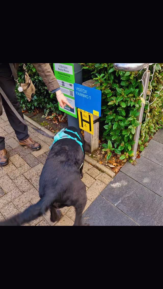 What a hustle in the city #mantrailing in #didsbury today... and so lucky with the weather too!
There's no better way to wake up than to look forward to a trailing session and it was great to introduce related collies alongside the more experienced teams.
Team Bonnie were amazing today, with great problem-solving, sneaky little short cuts and strong team bond to win the game! We pushed them a little out of their comfort zone and expectations by taking a less expected route (Bonnie's regular location still yields lots of challenge) and they responded with enthusiasm. Great job Team Bonnie 👏 👍 🙌
Team Nell was the more experienced collie and showed some great teamwork as well as learning how easy it can be to push on a fast dog when trailing. Great, confident decisions even over some significantly overlaid scent today so Nell was super focused (even by collie standards 😀). Great work Team Nell 👏 👍 👌
Quick to learn the game was first-timer Charlie. Youngest of the collie clan, he picked up the game in double-quick time with nose straight to the ground and super-confident runner approaches. Team Charlie really set the bar high for the new starters! Great start Team Charlie 👏 👌 👏
Following in their footsteps, Team Rusty was Rusty only in colour. A more methodical approach shows just how different dogs even with the same breeding lines can be, they are all individuals and work in different ways. In trailing, steadier can be a real plus, and it's always amusing when our dogs are a few metres from the runner, we can see them, but our dog has their nose in the air trying to work out the last hurdle! Super start from Team Rusty too 👏 👏 👏
Check out the last sessions of the year and the first of 2026 at www.dogtrailing.co.uk/book or experienced dogs, come and join us at our amazing rolling Christmas trail to find Santa on a tour of the Wilmslow lights! Ho ho ho🎄 🎅