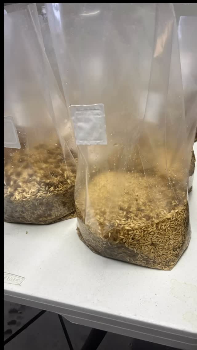 New season! New (to me) equipment! So stoked to have a Bubbaโs Barrel! LFG!!! ๐๐๏ธ
#paxfarms #paxmeanspeace #gourmet #mushrooms #winter 25/26