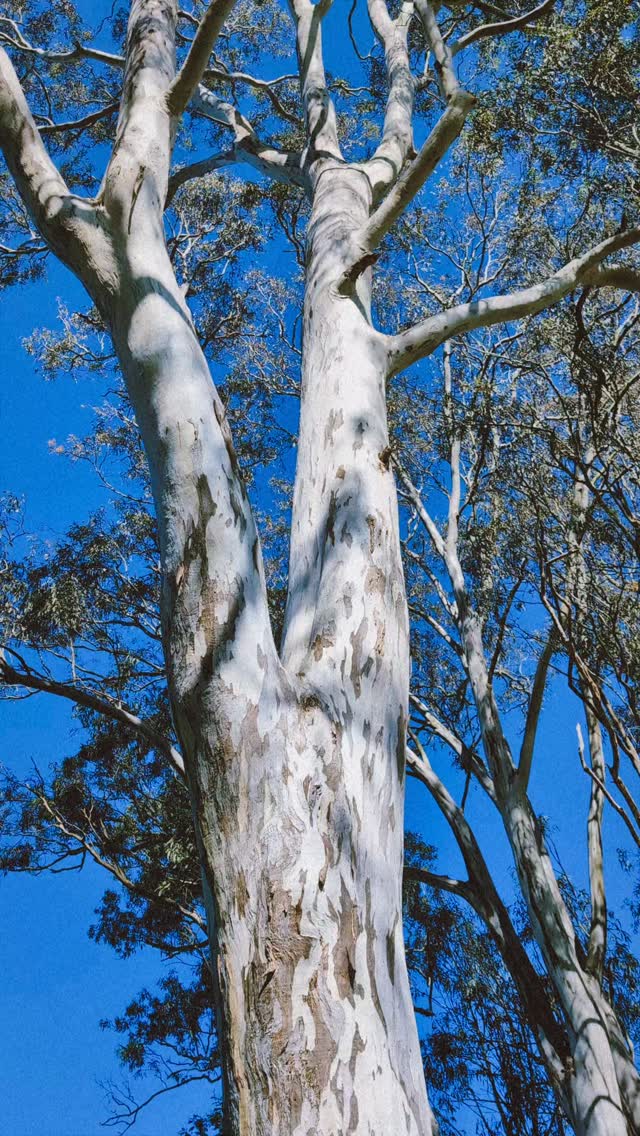 This morning's little walk around the wetlands was a bright and loud one. So many birds singing.
Did you know we have an inaturalist project blitz zone over the Maffra and Heyfield wetlands?
Anyone can add data by uploading their images using the inaturalist app. This is a great way to collect data and species observations across the wetlands.
Join the project "MDLN Noticing Nature" on the inaturalist app and get snapping. 🌿