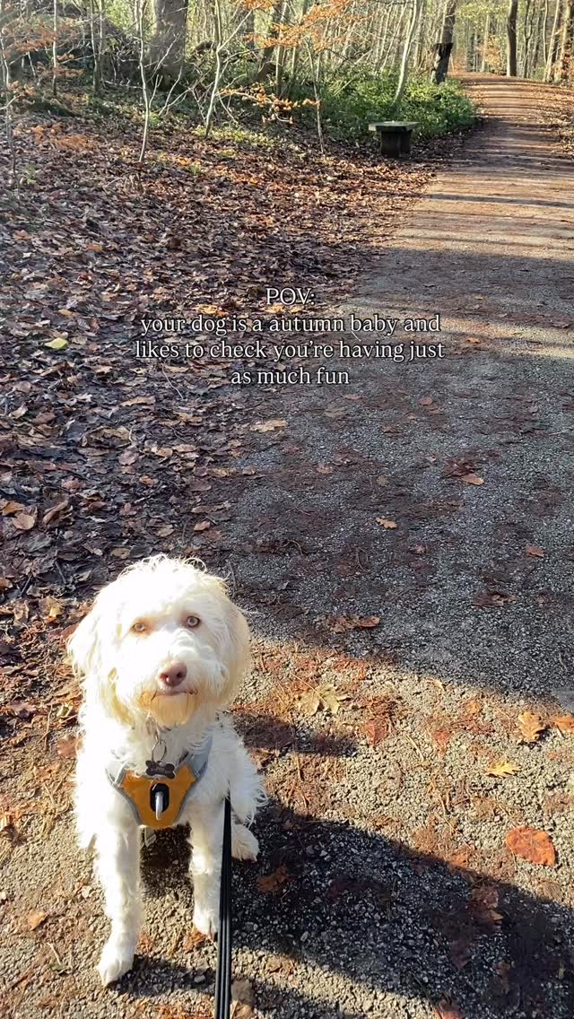 Autumn dogs really do come alive in their favourite season BUT they have to make sure you are too!! 🍂
#autumnweather #autumnmood #dogsarethebest