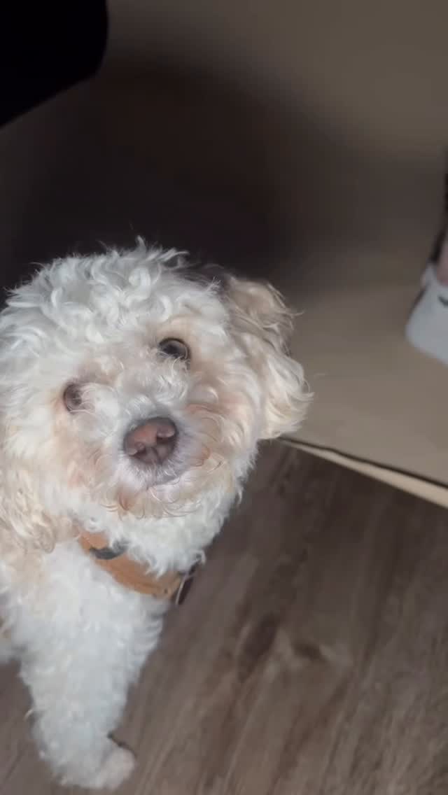 Von Heidi.
#najwa #najwanimri #butchertattoocelle #celle #visavis #zulemazahir #najwanimrifans #tattoo #ink #art #spain #zulema