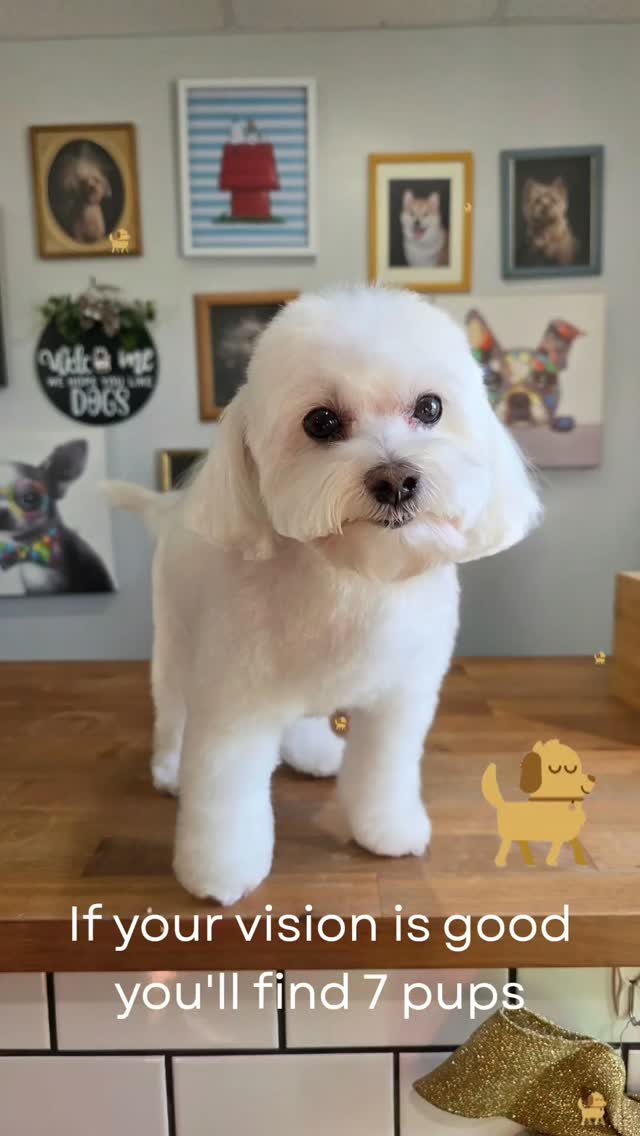 Did you find all the pups?
#tobysgroomingplace #dog #doggrooming #groomerlife #tampabay