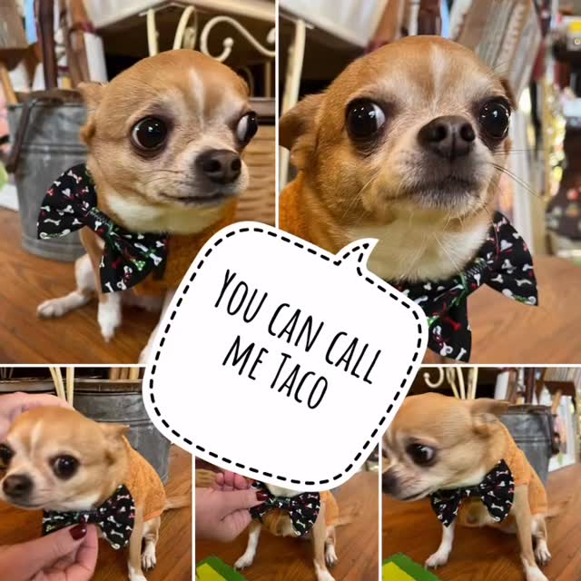 Open Sunday, 11/30 10am-5pm. Dog bows by @woofwearbows