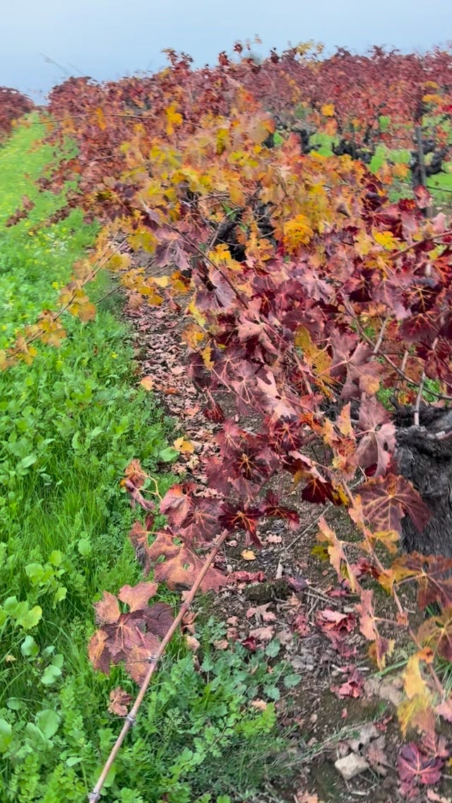 Fall, Spring, and Winter all happening at the same time in the vineyard ๐ฎ๐๐ผ๐ฅถ