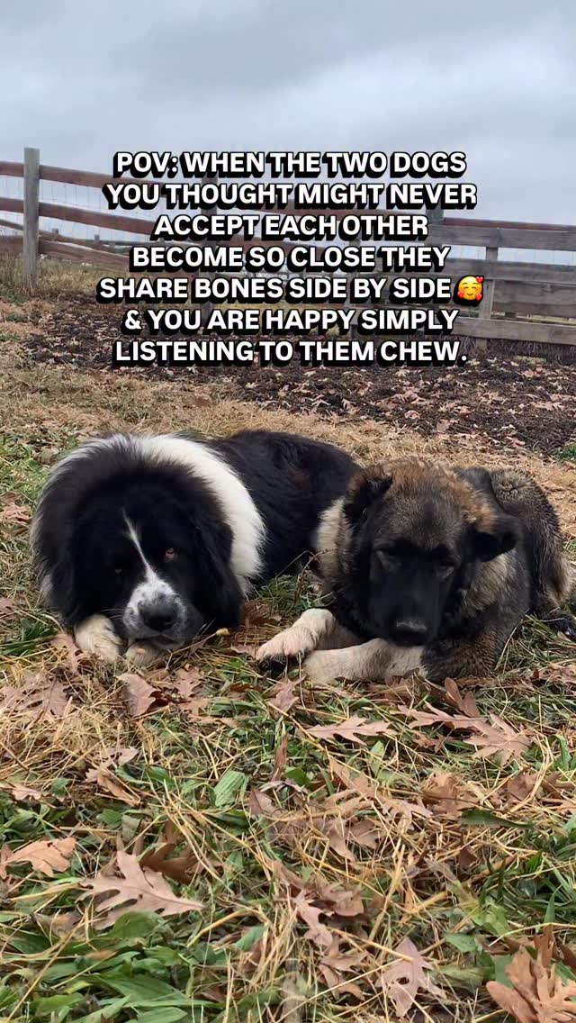 If you’ve ever brought home a new dog, or puppy, only to find that your current dog has ZERO tolerance for it & is determined to banish it forever - - than you know how gratifying this moment is!
There was a moment I didn’t know if we’d get through it, but thankfully our dynamic duo is stronger every day ♥️
Long sigh 😅 if anyone is going through this- I’d counsel time & patience. Don’t rush it. Together, but separate time. Not meeting in the original dog’s territory. Being aware not to show favoritism. Not giving them the opportunity to fight & form grudges. I did neuter Quixote which made a huge difference despite Boudicca being a female & a puppy, it dramatically changed his attitude. Overall, I think that & time had the largest impact. I’ve already seen a drop in Quixote’s stress level & I am happy he will have a solid partner to help him protect his flock.
#livestockguardiandog #karakachan #armeniangamprdog #gamprdog #shepherdess #homesteadliving #homesteadlife #farmdogs #farmdogsofinstagram #dogsofinstagram #guardiandog #karakachandog