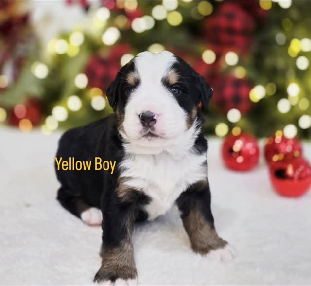 Yellow boy at 3 week old.
#puppy #bernesepuppy #bernesemountaindog #berneseofinstagram #bernesecorner berner