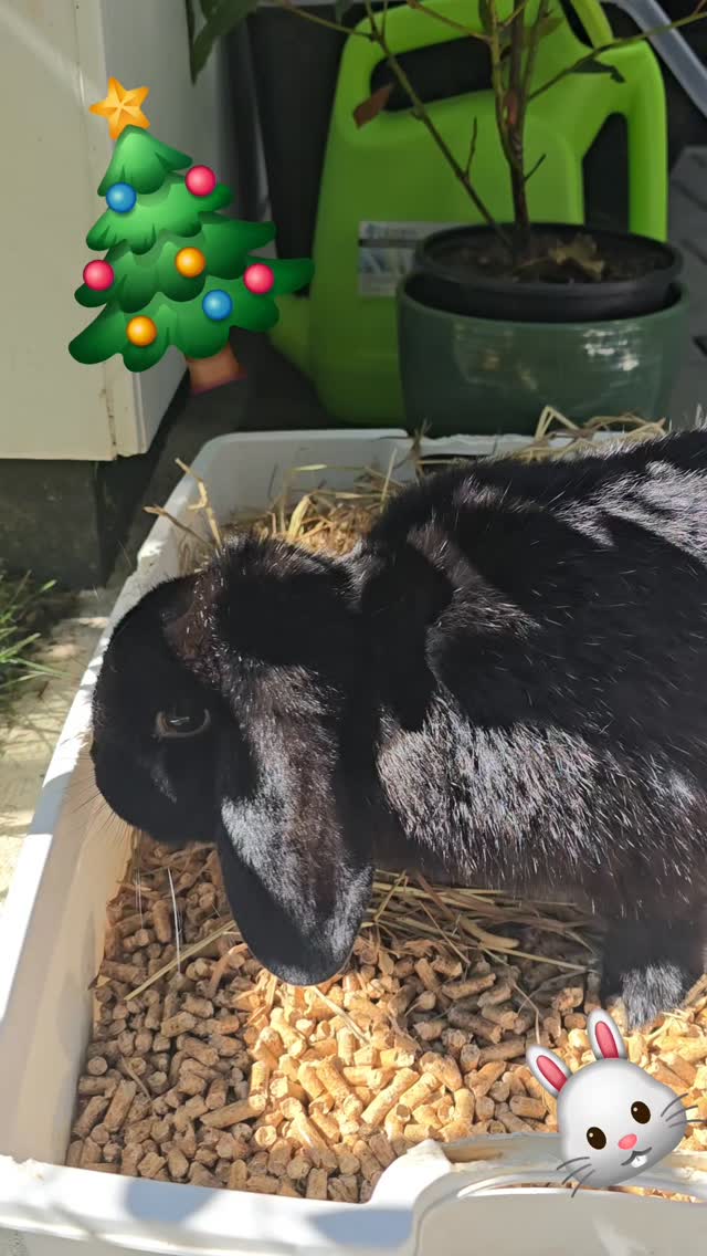 Pickles and pebbles at the Cool Bunny Sitters AKL enjoying the holidays with the beautiful weather, as always a bless to have you in our piece of heaven!!
#thecoolbunnysitters #petsitting #rabbitsitting #bunnylovers #bunnysitting