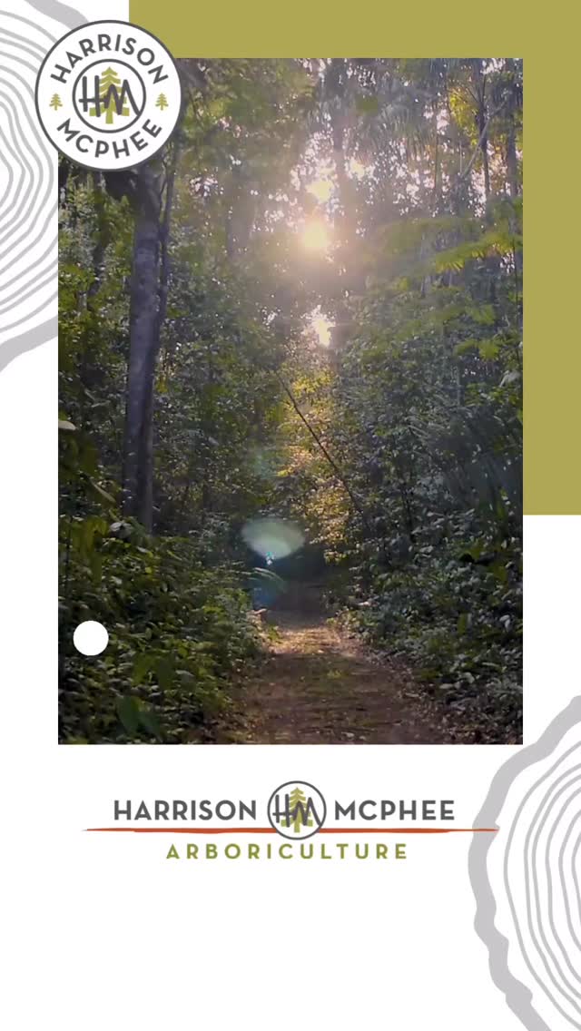 On another Walk With the Arborist, Scott takes us to an old golf course to talk about the causes and effects of overextended branches.