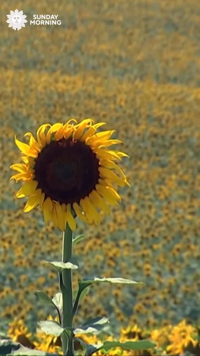 Tune-in Tuesday. This is your ‘moment to pause’, take a deep breath and come back to the present moment. Remember you have everything within you to handle whatever comes your way.
Video thanks to @cbssundaymorning
#momenttopause #mindfulness #meditation #breathe #inspiration