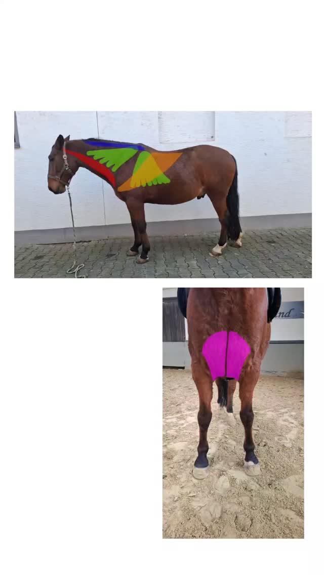 Kennst du all diese Muskeln?
Ich werde sooo oft in meinen Trainings nach Muskel Abbildungen gefragt.
Deshalb habe ich beschlossen, einen Beitrag dazu zu verfassen.
Kommentiere mit "Blog" und ich schicke dir den Beitrag kostenlos zu!
Einen schönen 2. Advent euch allen!