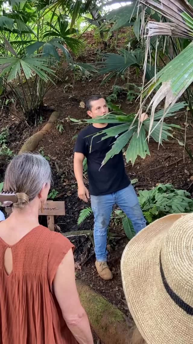 This is adventure is hard to capture in words.
Inspiring, amazing, and heartfelt are just a few of the feelings that make up this memorable experience.
We depart at 9:15 AM and return at 1:00 PM. Jean and Melissa share with us their history, process, and passion for raising their family of goats and using their quality milk to create their natural soaps, foods, and other handmade artisan creations.
Since 2012, they have been working hard to bring their dreams to fruition and now they are settled in their new laboratory, that they built. Discover the centuries old craft of soap making, learn the delicate process, meet the goats, learn how they are raised, what they eat, and how that impacts everyone’s lives, as well as the quality of their creations.
After the meet and greet with the goats you create your own custom soaps to take home with you or, sit back and relax with delicious coffee and savory treats made with love and local ingredients by Melissa and Jean.
#Morrillo #AdventureTraveler #AdventurePanama @amazilialife #PanamaCulture
#RegenerativeTravel #RegenerativeTourism #TravelBetter
#SustainableTravels #EcoTourGuide #SurfingLife #Regenerate #FamilyTravelAdventures #FamilyTravelMoments
#FamilyTravelIdeas #FamilyTravelAdventure #FamilyTravelTime
#AdventureFamilyTravel #AdventureTravelFamily
#AdventureTravelers #AdventureTraveller #AdventureTraveling