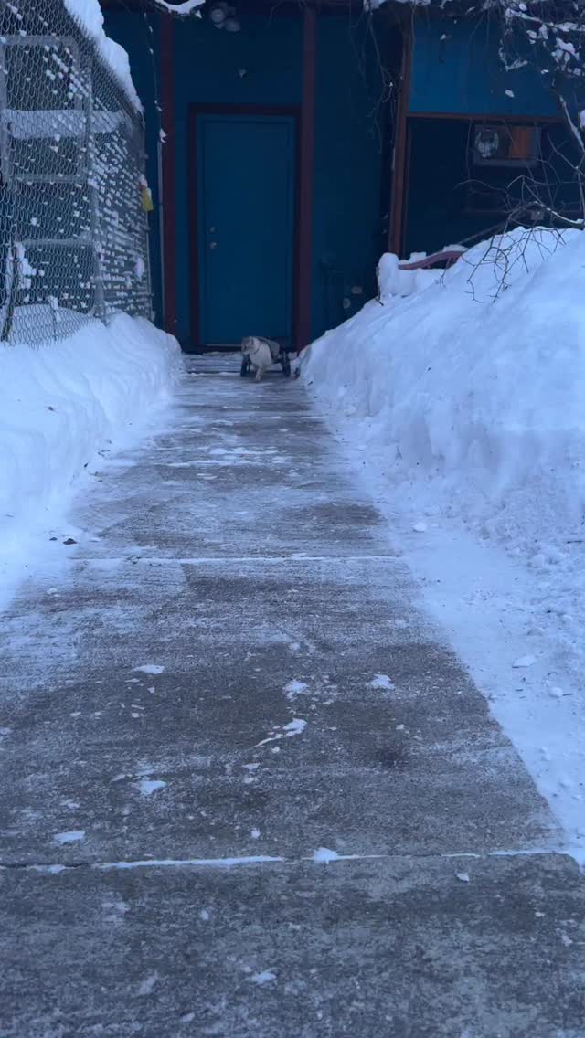 We have so much to be thankful for each and every day. HarPURR absorbs all that is around him and lives in the purresent moment with pure joy.. To me, he is a purrsistent reminder that today and everyday we should reflect on the wonderful moments and loved ones in our lives and always cherish them. Be the one they can lean on, trust and confide in.
I am so grateful that HarPURR is such a resilient, determined, insPURRirational feisty purrnado of love despite the challenges he faces, including being a cancer warrior. I am so grateful for the wonderful family we have here in our home. I am grateful for the love he shares and the trust I have earned from him.
HarPURR and I are so grateful for every authentic soul who joins us in his adventures, sends beautiful messages, shares sentimental comments and most importantly sends love to our purrecious warrior. His positive impact on the world around him is meowty and long lasting.
On this Warrior Wednesday, purrlease share what you are most thankful for.
HarPURR and I are here to tell every single soul that you are ALL valued, irreplaceable, ALL matter and are loved. Feel the warrior spirit from within and HarPURR on.
Help him to fulfill his mission to insPURRire, advoCATe, eduCATe, encourage and demonstrate compassion by letting your light shine bright from within.
Be Like HarPURR - advoCATe 💨 eduCATe 💨 insPURRire
#catlife ##guapo humble grateful gato hero instagood catsofig fyp bittersweet mycommunity inspiration catsofinstagram instacat catlover warriorcats warrior driftcar