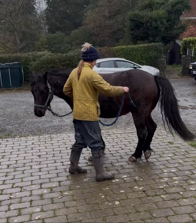 Since the accident Jimmy has been having some help in dealing with the trauma…
It’s very easy to focus on what has happened to the human in the situation (which was horrific don’t get me wrong) but although Jimmy was not physically hurt he has suffered in other ways.
Jimmy had his 2nd session yesterday with the fantastic @rachelparsonscoachandhorses . She is working on getting Jimmy to think before he reacts, be in control of his own body and emotions and desensitisation.
This is only the beginning!
https://gofund.me/4cf19bfd8
Jimmy came to us at 6months old and is now 6 years, he is part of the family and has always been a friendly, happy, easy going pony. We don’t want him to change because of what happened to him. We love him dearly and That’s why we are doing all we can with his rehabilitation. If you would like to support Jimmy in his journey please click the link below and share as much as you can! Any support is hugely appreciated at this difficult time🙏🏻
#newforestpony #horsebehaviour #horserehabilitation #newforestnationalpark #horseridingaccident