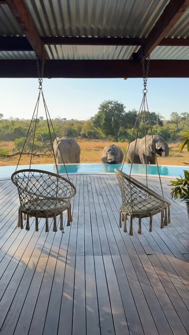 Safari summers just hit different.
Warm sunshine, slow days by the pool… and then an elephant or two wandering past like it’s the most normal thing in the world.
It’s that perfect mix of tranquil and thrilling, toes in the water, wildlife in the background, and the bush reminding you that you’re in the heart of something magical.
If this is your kind of summer mood, we’ll save you a seat by the pool.
#safari #africansafari #wildlifeofsa #wildlifesafari #wildlifeofinstagram krugernationalpark thornybushgamereserve luxurysafari luxurysafarilodge travelsouthafrica southafricasafari big5 conservation thisissouthafrica soulful_moments wildlife