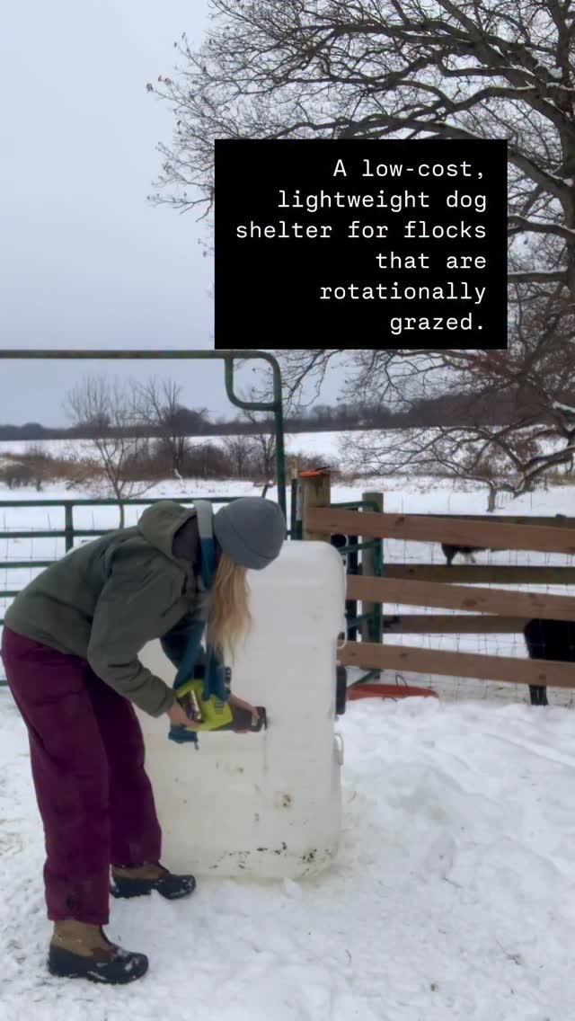With a pasture based flock that is outdoors 99% of the year & on the move (rotationally grazed) for approx 160 days of the year- shelter is always a hot topic. Mobility is essential.
During the summer it’s about shade, in the winter it’s about protection from windchills as low as -38, & in the early spring it’s about freezing rain (the ultimate sheep killer).
These concerns all extend to the livestock guardian dogs as well. Ranging from 130-160 lbs, even the XL igloos aren’t good fits for them. I’ve also found that they prefer shelter that doesn’t obstruct their view. On some nights, I’ll find Quixote sandwiched between the ewe lambs, but that’s a new development that only came about on the fourth generation of sheep raised with an LGD. I also know the relationship can be fickle & an obstinate ewe can ruin the delicate balance, leaving either her, or my LGD, enduring the elements.
Although most of my sheep shelters are permanent, it didn’t make sense to invest in dog houses in every pasture so I went looking for ideas that would offer adequate protection, keep them off the wet ground, allow them a clear view & be portable.
Last year I found the perfect solution. I purchased a used water tank for $25, washed it throughly with vinegar, sawed a hole in it & laid down straw. Quixote loved it. When it hit negative double digits, I set a few straw bales around it. He stayed happy & content.
This year I was slow to act & after a negative temp night I realized Boudicca & Quixote were having conflict regarding the one shelter. A mistake on my part! Thankfully it was one I could rectify quickly because I’d bought an extra tank last year. In less than an hour, all was right again.
I’ll be curious if they lay a solid claim on a house, or share them. I made the hole smaller & I’m curious to see if they prefer, or dislike it. The opening holds the straw in better, but may feel too confining. We shall see. I can always widen it!
So although it won’t win any awards in Home & Garden magazine, it’s very useful, super low cost, easy for me to move alone, & keeps the dogs safe & comfortable.
#homesteadliving #icelandicsheep #homesteadlife #sheep #livestockguardiandog
