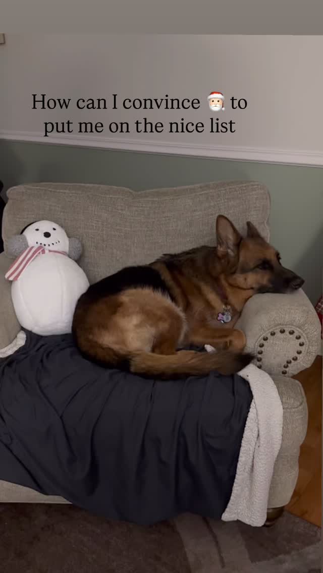 #dogsofinstagram #thinking #gsd #germanshepherd #gsdofinstagram #gsdlife #gsdlove #gsdnation #gsdrules