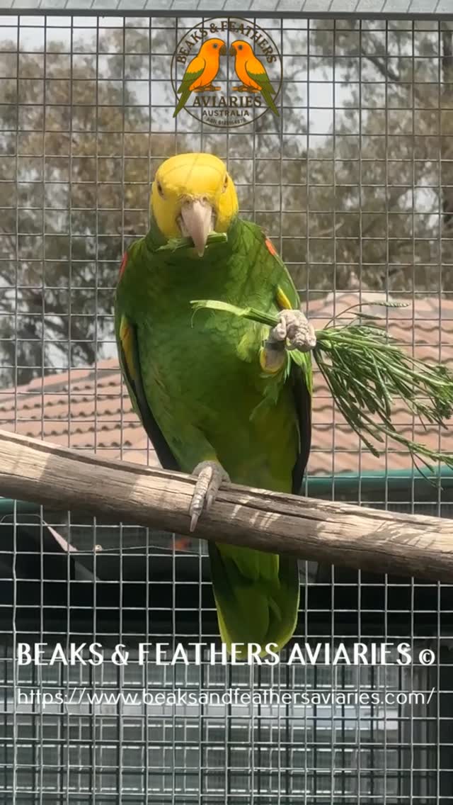 Buddy and Bonny are sharing their greens, or maybe not lol.
https://www.beaksandfeathersaviaries.com/amazons
#Doubleyellowheadedamazons
#Doubleyellowheadedamazonschicks
#amazonbabies
#DYHAMAZONS
#amazons #doubleyellowheadedamazon
#DHA
#doubleyellowheadedbaby