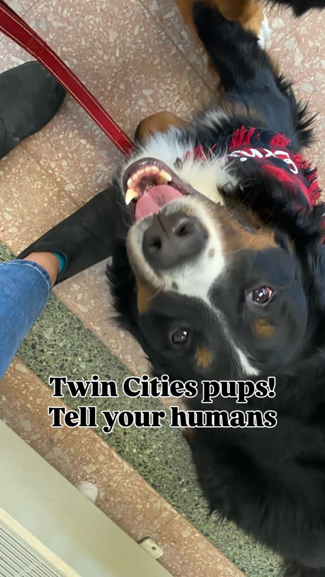 🗓️ Save the date! Doggie Depot is returning to @uniondepot on February 1st from 10 am - 3 pm. This FREE event is dog friendly - obviously! #sponsored
Voting for Canine King & Queen of the Saint Paul Winter Carnival is already underway. You can see royalty crowned, do some shopping, meet local dog friendly businesses, and even try yoga with your pup!
Water stations will be available, and so will plenty of treats!